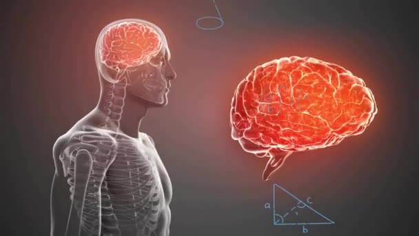Animação Cérebro Corpo Humano Com Processamento Dados Matemáticos Fundo Cinza — Vídeo de Stock