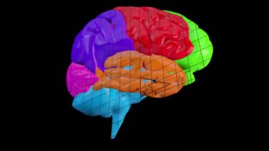 Matematiksel denklemler üzerinde dönen beynin animasyonu. Küresel bilim ve dijital arayüz kavramı dijital olarak oluşturulmuş video.