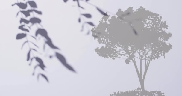Animatie Van Bladschaduw Bewegend Boom Witte Achtergrond Natuur Groei Beweging — Stockvideo