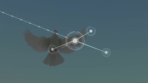 Animação Rede Conexões Sobre Pomba Voadora Conceito Viagem Global Conexões — Vídeo de Stock