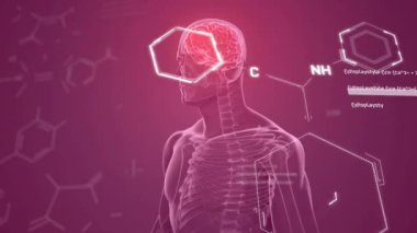 Parlak beyinli erkek röntgen taramasında element diyagramlarının animasyonu. Bilim, tıbbi araştırma, dijital arayüz, veri ve iletişim, dijital olarak oluşturulmuş video.