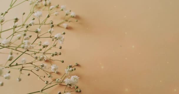 Animação Primavera Aqui Texto Estrelas Sobre Flores Brancas Conceito Ecologia — Vídeo de Stock