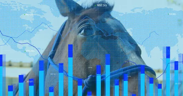 Ein Pferdekopf Ist Mit Einem Blauen Halfter Einem Stall Sehen — Stockfoto