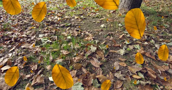 Image of autumn leaves falling against leaves on the ground. Autumn and fall season concept