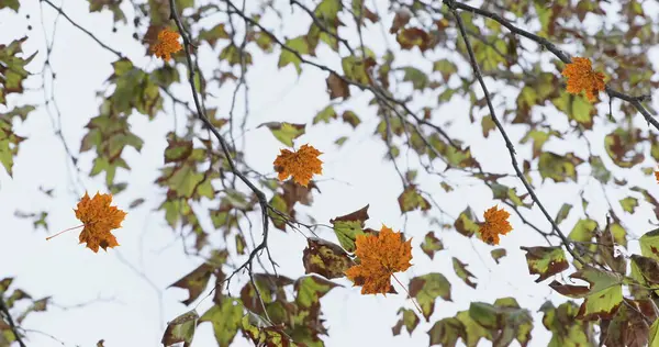 Obrázek Podzimního Listí Plovoucího Proti Výhledu Stromy Oblohu Koncept Podzimního — Stock fotografie