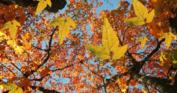 Image of autumn leaves falling against low angle view of trees and blue sky. Autumn and fall season concept