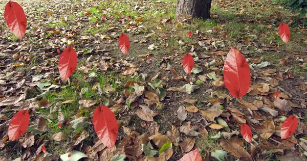 Image of autumn leaves falling against close up view of fallen leaves on the ground. Autumn and fall season concept