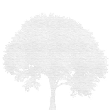 Şeffaf arkaplanda gri ağacın dijital png çizimi. İzole vektör, doğa ve büyüme kavramı.