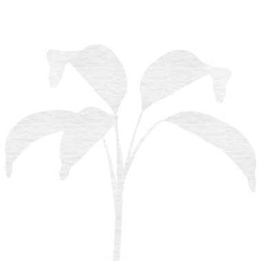 Şeffaf arka planda yaprakları olan beyaz bitkinin dijital png çizimi. İzole edilmiş, şablon ve doğa kavramı.