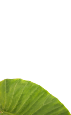 Saydam arkaplanda kopyalama alanı olan yeşil yaprağın dijital png fotoğrafı. İzole fotoğraf, doğa ve bitki konsepti.