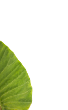 Saydam arkaplanda kopyalama alanı olan yeşil yaprağın dijital png çizimi. İzole görüntü, bitki, doğa ve yazım konsepti.