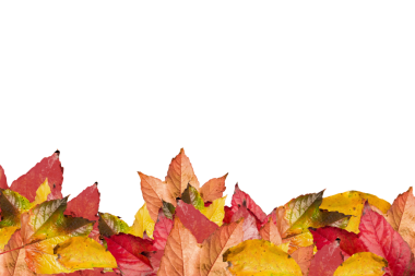 Şeffaf arkaplanda renkli sonbahar yapraklarının dijital png çizimi. Ayrı resim, sonbahar, tasarım arkaplan ve maket.