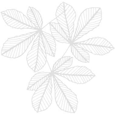 Şeffaf arkaplanda beyaz yaprakların dijital png çizimi. İzole görüntü, doğa ve şekiller kavramı.