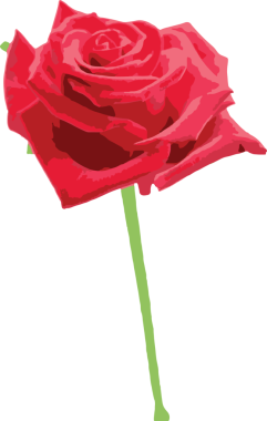 Şeffaf arkaplanda kırmızı çiçeğin dijital png çizimi. İzole görüntü, doğa, güzellik ve şekil konsepti.