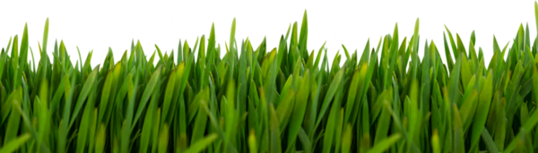 Şeffaf arkaplanda yeşil çimlerin dijital png çizimi. İzole görüntü, bitkiler ve doğa, yeşillik, tasarım arka planı ve maket.