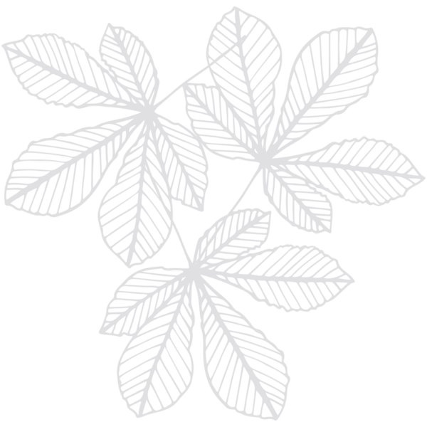 Şeffaf arkaplanda beyaz yaprakların dijital png çizimi. İzole görüntü, doğa ve şekiller kavramı.