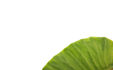 Şeffaf arkaplanda yeşil yaprağın dijital png çizimi. İzole görüntü, bitki ve doğa..