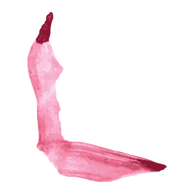 Şeffaf arkaplanda pembe soyut şeklin dijital png çizimi. İzole görüntü, soyutlama ve şekil kavramı.