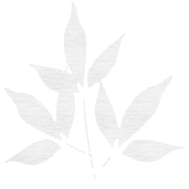 Şeffaf arka planda beyaz yapraklı bitkinin dijital png çizimi. İzole görüntü, doğa ve şekiller.