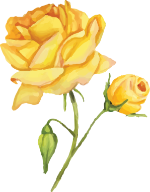 Şeffaf arkaplanda sarı güllerin dijital png çizimi. Ayrı görüntü, renk, şekil ve çiçekler..