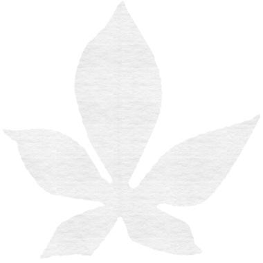 Saydam arkaplanda kopyalama alanı olan yaprağın dijital png çizimi. İzole görüntü, şekiller ve doğa konsepti.