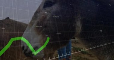 Eşeğin yüzüne yakın plan yeşil grafik animasyonu. Finans, ekonomi, veri, istatistik, büyüme, grafik kavramı