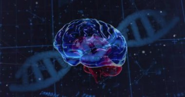 DNA ipliği ve beyin üzerinde veri işleme animasyonu. Bilim, teknoloji ve dijital arayüz kavramı dijital olarak oluşturulmuş video.