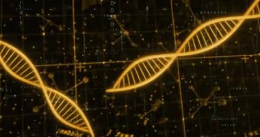 Dijital veri işleme ve siyah arka plandaki DNA iplikçiklerinin animasyonu. Küresel bilim, araştırma, bağlantılar, hesaplama ve veri işleme kavramı dijital olarak oluşturulmuş video.