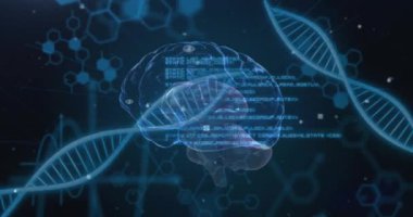 İnsan beyni üzerinde bilimsel veri işleme animasyonu ve karanlık arka planda DNA iplikleri. Küresel bilim, bağlantılar, hesaplama ve veri işleme kavramı dijital olarak oluşturulmuş video.