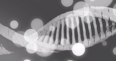 DNA iplikçiklerinin animasyonu ve koyu arkaplanda ışık lekeleri. Küresel bilim, araştırma, tıp ve veri işleme kavramı dijital olarak oluşturulmuş video.