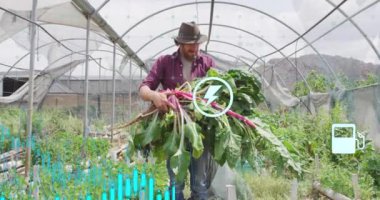 Sebze hasat eden çiftçi, sera arka planında sağlık verisi animasyonu yapıyor. Tarım, tarım, teknoloji