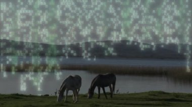 İkili kod animasyonu gölün yakınında otlayan atların üzerinde ve arka planda dağlar. Teknoloji, doğa, dijital, karşıtlık, kodlama, manzara