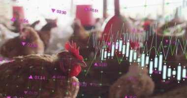 Çiftlik ortamındaki tavukların finansal veri tablosunu canlandırmak. Tarım, finans, grafikler, kümes hayvanları, ekonomi, teknoloji