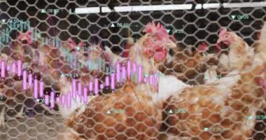 Kümesteki tavukları kaplayan veri analizi animasyonu. Analizler, veri görselleştirme, tarım, çiftçilik, kümes hayvanları, teknoloji