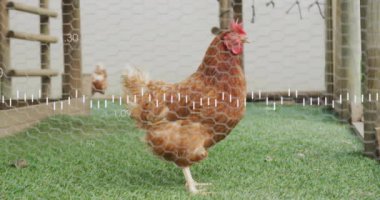 Üzerinde veri analizi animasyonuyla kümeste yürüyen tavuk. Tarım, tarım, kümes hayvanları, teknoloji, yenilik, analitik kavram