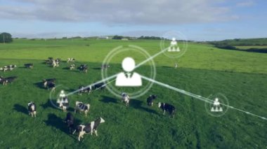 İnekler, ağ bağlantıları ve veri işleme animasyonlarıyla tarlada otluyor. Tarım, teknoloji, yenilik, tarım, kablosuz, bağlantı konsepti