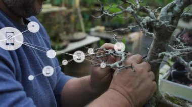 Budanan bonsai ağacı, birbirine bağlı dijital ikonlar ve eller üzerinde ağ animasyonu. Bahçıvanlık, teknoloji