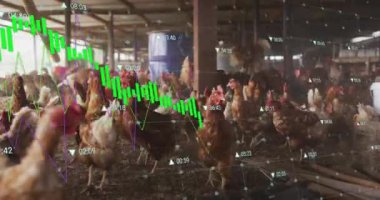 Çiftlik ortamındaki tavuklara finansal veri grafiği çiziliyor. Finans, tarım, animasyon, tarım, teknoloji, çiftlik hayvanları kavramı