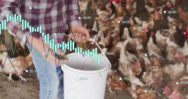 Tavukları beslemek, çiftlik sahnesi ve finansal veri işleme animasyonu. Tarım, kümes hayvanları, tarım, finans, teknoloji, kırsal