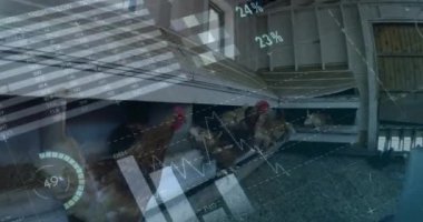 Kümesteki tavuklara göre grafikler ve yüzdeler veri eğilimlerini gösteriyor. İstatistikler, veri analizi, tarım, kümes hayvanları, tarım