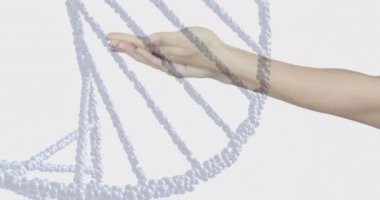 Beyaz arka plandaki kadının elleri üzerinde DNA iplikçiklerinin canlandırılması. Küresel bilim, yaşam tarzı ve dijital arayüz kavramı, dijital olarak oluşturulmuş video.