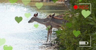 Image of heart and frame over antelopes on savanna. National wildlife and digital interface concept digitally generated image.