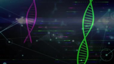 Siyah arka plandaki DNA iplikçikleri üzerinden bağlantı ağının animasyonu. Küresel tıp, bilim, bağlantılar ve dijital arayüz konsepti, dijital olarak oluşturulmuş video.