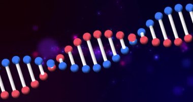 Koyu arkaplanda kırmızı ve mavi küreler olan DNA iplikçikli yapı animasyonu. Bilim, genetik, moleküler yapı, biyoloji, genler, laboratuvar kavramı