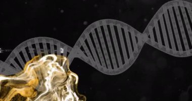 Koyu arkaplanda DNA ipliği ve altın sıvı dinamiği animasyonu. Biyoteknoloji, genetik, bilim, araştırma, laboratuvar, moleküler