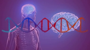 İnsan anatomisi üzerinde DNA ipliği ve beyin aktivitesi animasyonu. Bilim, biyoloji, genetik, nörobilim, tıp, teknoloji