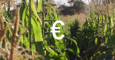 Mısır tarlası üzerinde Avrupa sembolü canlandırmak, tarım ekonomisini temsil ediyor. Tarım, ekonomi, para birimi, tarım, finans, kırsal