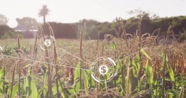Arka planda palmiye ağaçları olan mısır tarlası üzerinde dolar işareti animasyonu. Tarım, tarım, teknoloji, finans, ekonomi, mahsul