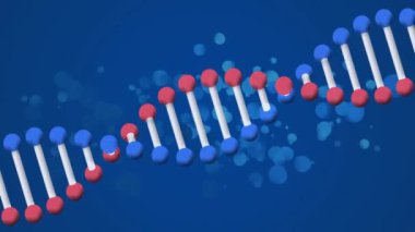 Mavi arka planda mavi ve kırmızı moleküllü DNA dizisi animasyonu. Bilim, biyoloji, genetik, moleküler, çift sarmal, araştırma