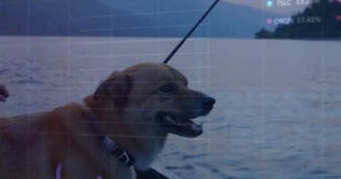 Borsa veri animasyonu göldeki köpek üzerinde. Finans, teknoloji, tekne gezisi, evcil hayvanlar, doğa, açık hava